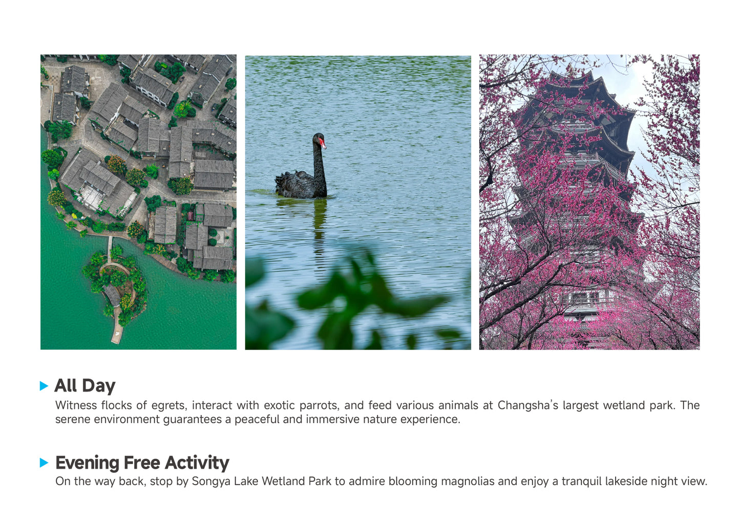 Trip 8:  An Eight-Day Flower-Viewing Tour in Changsha