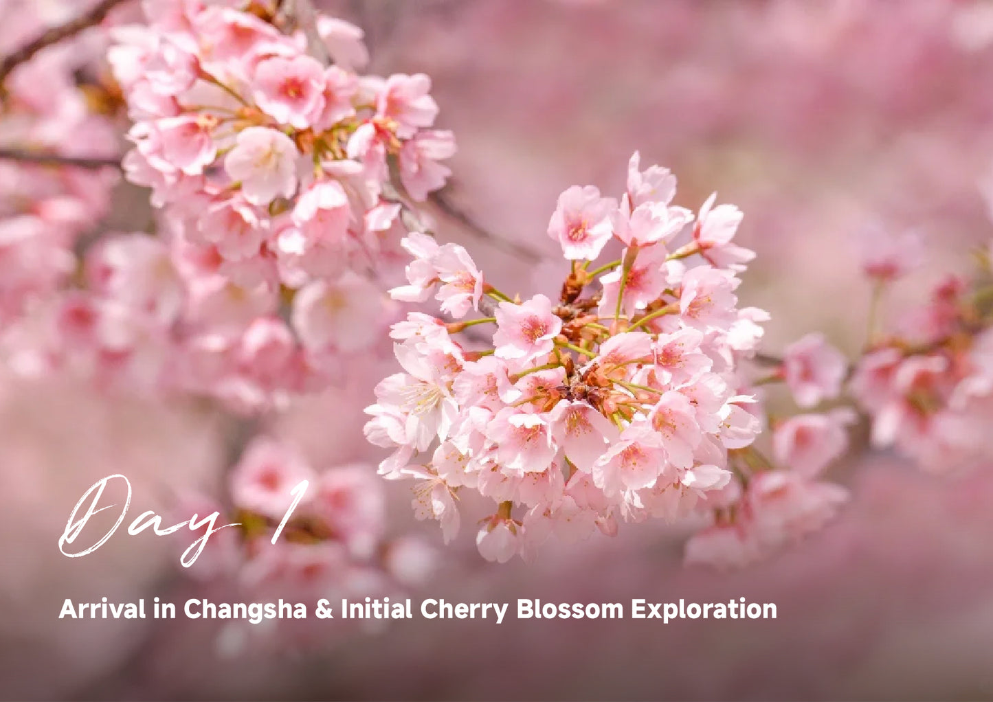Trip 8:  An Eight-Day Flower-Viewing Tour in Changsha