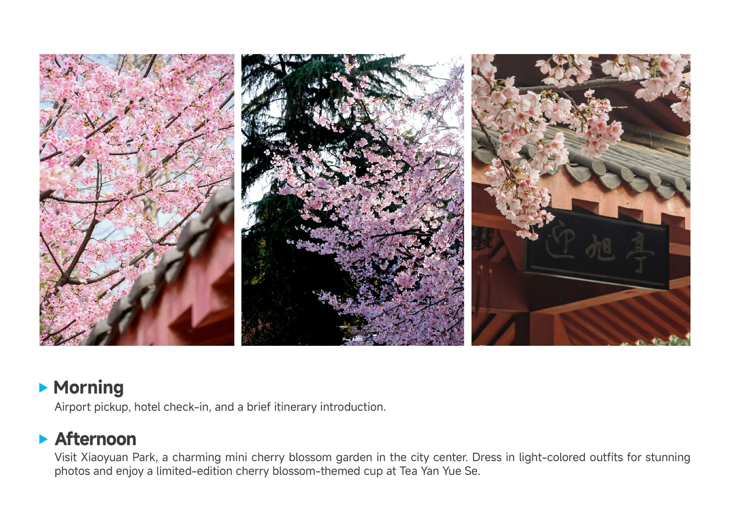 Trip 8:  An Eight-Day Flower-Viewing Tour in Changsha