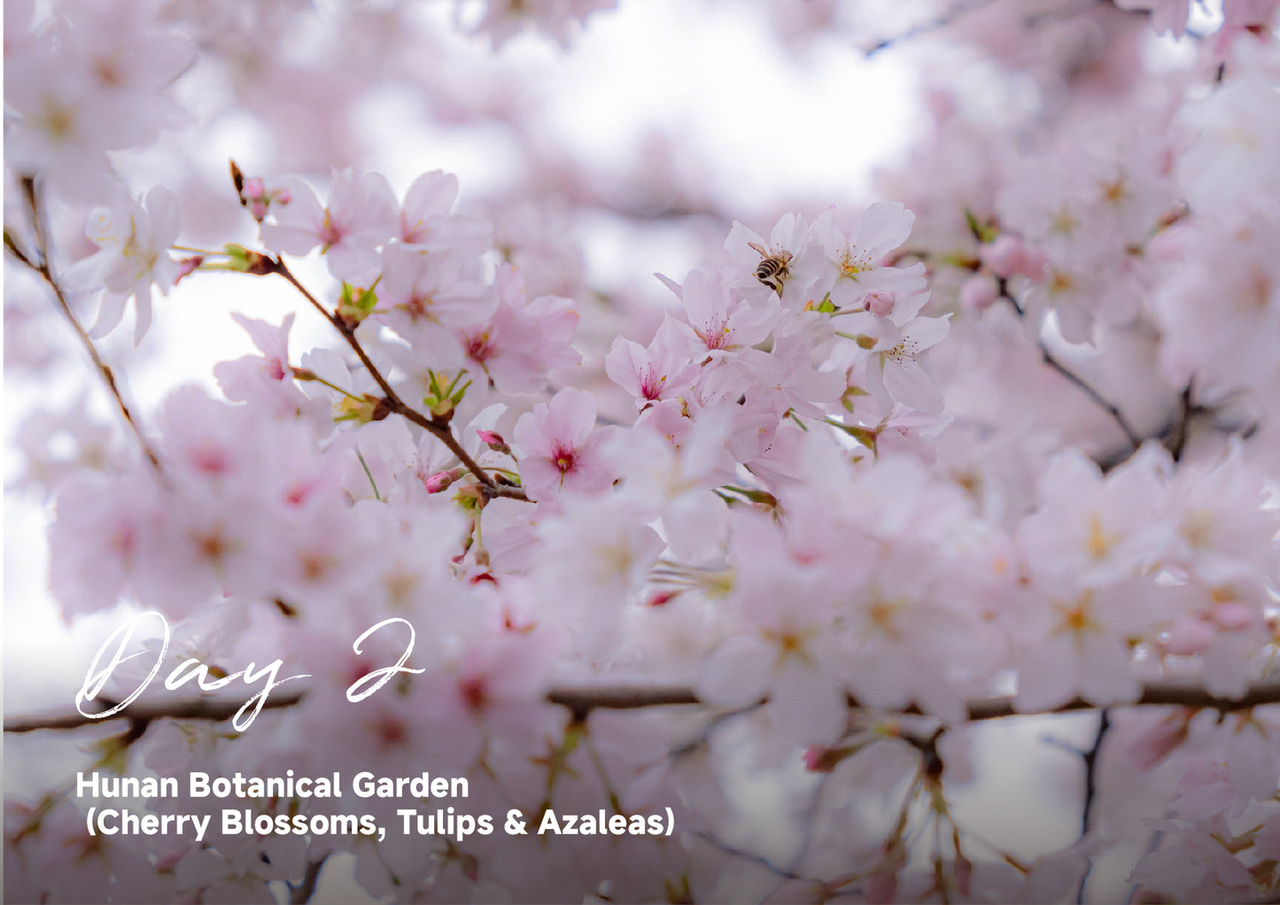 Trip 8:  An Eight-Day Flower-Viewing Tour in Changsha