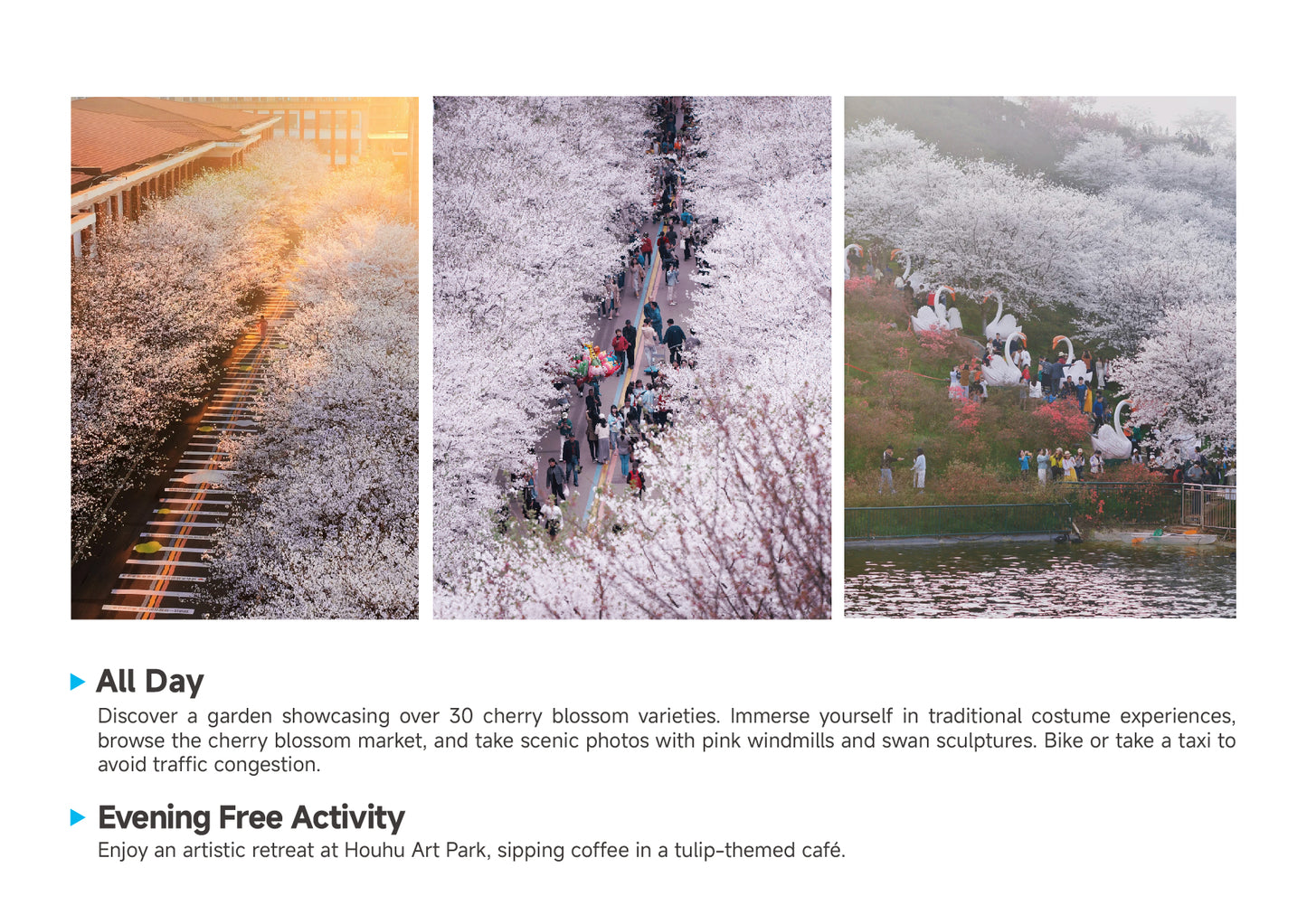 Trip 8:  An Eight-Day Flower-Viewing Tour in Changsha